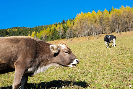 Cows in Val di Scalve, Alps mountains, Italyの写真素材