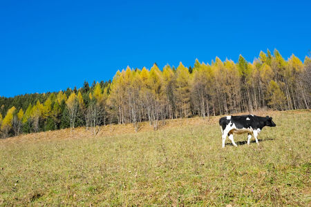 Cow in Val di Scalve, Alps mountains, Italyの写真素材