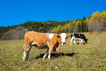 Cows in Val di Scalve, Alps mountains, Italyの写真素材