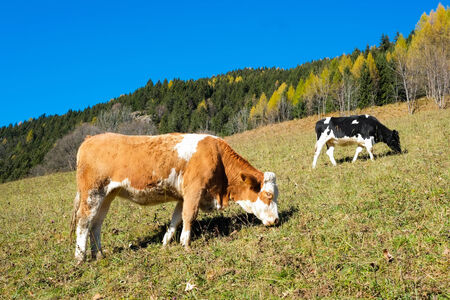 Cows in Val di Scalve, Alps mountains, Italyの写真素材