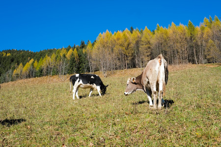 Cows in Val di Scalve, Alps mountains, Italyの写真素材