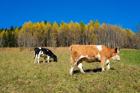 Cows in Val di Scalve, Alps mountains, Italyの写真素材