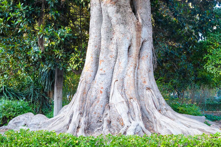Old elm tree in Seville, Andalusia, Spain