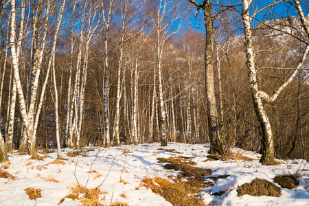 Birchwood in winter close to Ballabio, Lecco, italyの写真素材