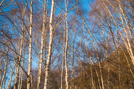 Birchwood in winter close to Ballabio, Lecco, italyの写真素材