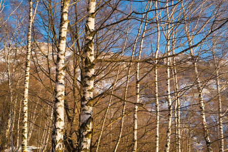 Birchwood in winter close to Ballabio, Lecco, italyの写真素材