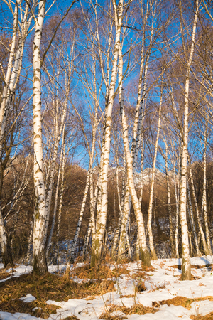 Birchwood in winter close to Ballabio, Lecco, italyの写真素材