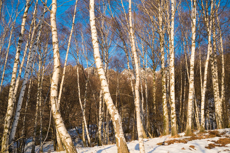 Birchwood in winter close to Ballabio, Lecco, italyの写真素材