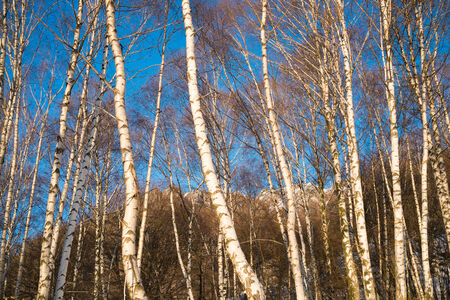 Birchwood in winter close to Ballabio, Lecco, italyの写真素材