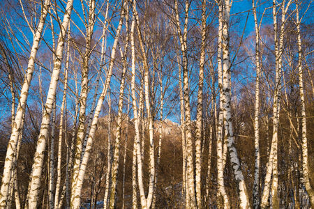 Birchwood in winter close to Ballabio, Lecco, italyの写真素材