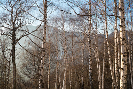 Birchwood in winter close to Ballabio, Lecco, italyの写真素材