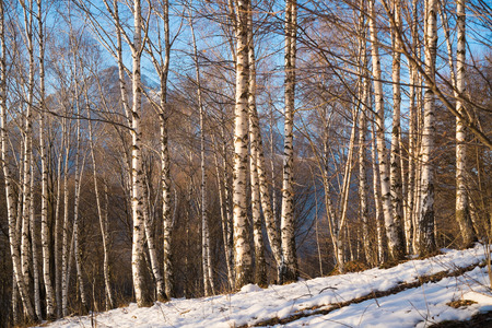 Birchwood in winter close to Ballabio, Lecco, italyの写真素材