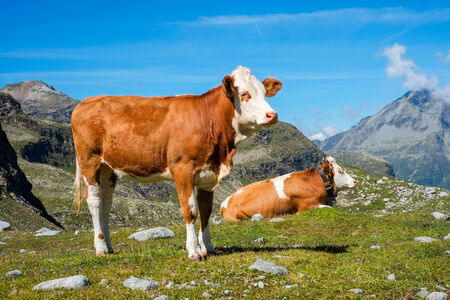 Cow grazing close to Vedrette di Ries, Aurina Valley, South Tirol, Italyの写真素材
