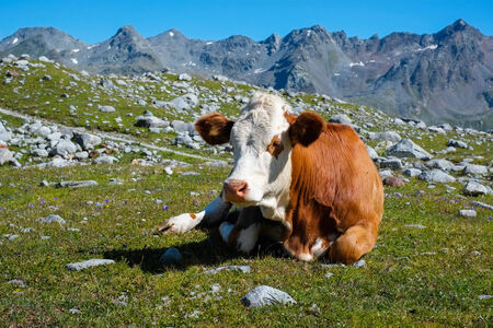 Cow grazing close to Vedrette di Ries, Aurina Valley, South Tirol, Italyの写真素材