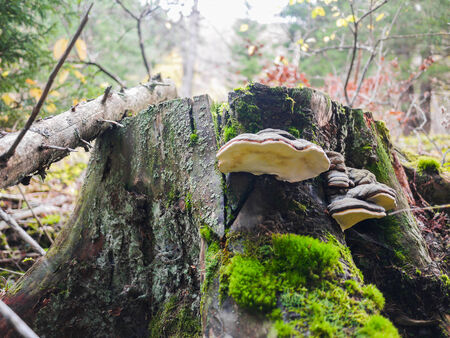 Tree trunk and mushrooms in Vercors, Franceの写真素材