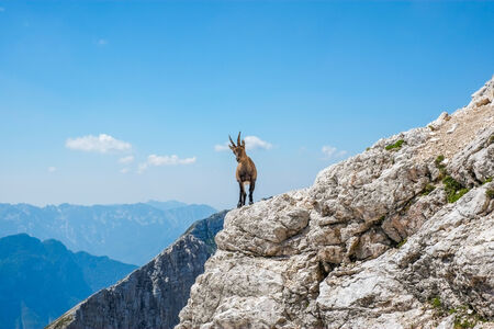 Steinbock on top of a rock in Jof di Montasio, Friuli, Italyの写真素材