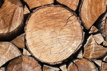 Close up of cut tree trunkの写真素材