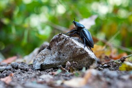 Close up of beetle on a stoneの写真素材