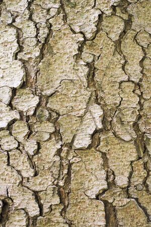 Close-up of tree bark, Arco, Trento, Italyの写真素材