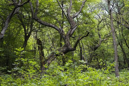 Forest close to Arco, Trento, Italyの写真素材
