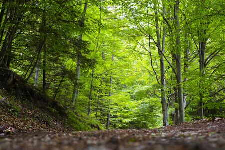 Footpath in the forest, Arco, Trento, Italyの写真素材