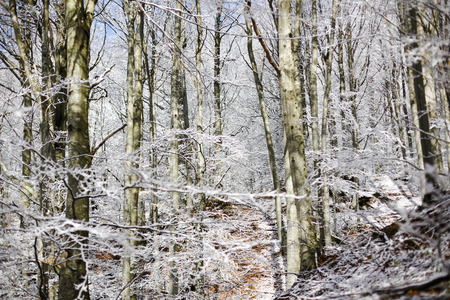 Forest with snow, passo del Lagastrello, Tuscany, Italyの写真素材
