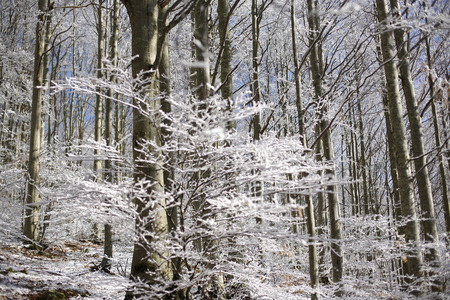 Forest with snow, passo del Lagastrello, Tuscany, Italyの写真素材