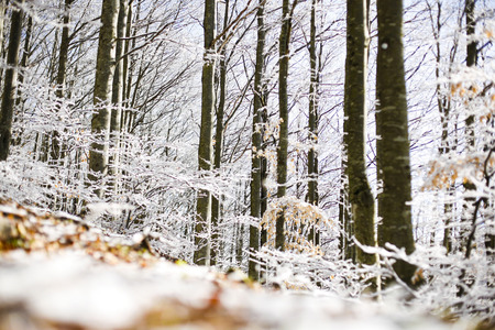 Forest with snow, passo del Lagastrello, Tuscany, Italyの写真素材