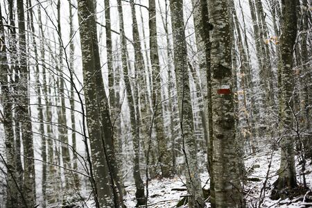 Forest with snow, passo del Lagastrello, Tuscany, Italyの写真素材