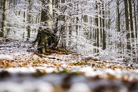 Forest with snow, passo del Lagastrello, Tuscany, Italyの写真素材