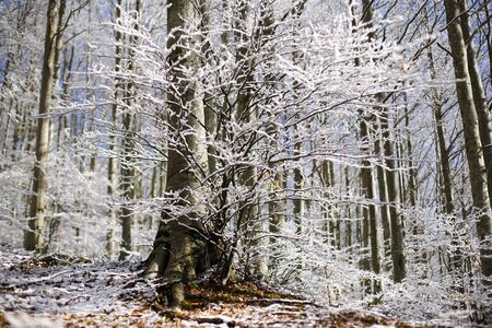 Forest with snow, passo del Lagastrello, Tuscany, Italyの写真素材