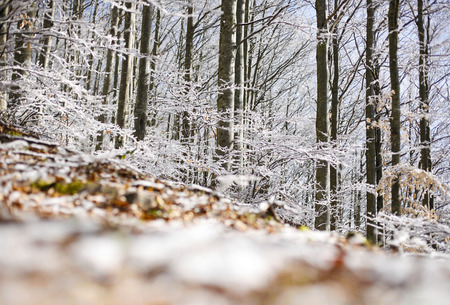 Forest with snow, passo del Lagastrello, Tuscany, Italyの写真素材