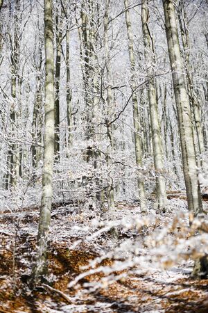 Forest with snow, passo del Lagastrello, Tuscany, Italyの写真素材
