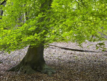 Forest around Como and Lecco lake, Italyの写真素材