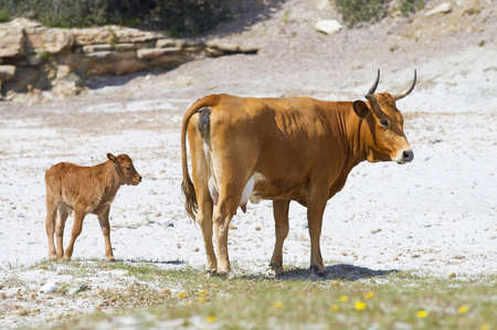 Cow with calf on Piscini beach in south Sardinia, Italyの写真素材