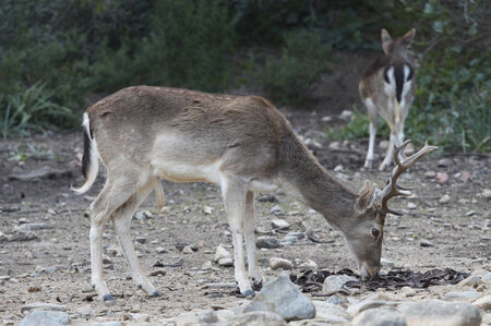 Deer in Sardinia, Italyの写真素材