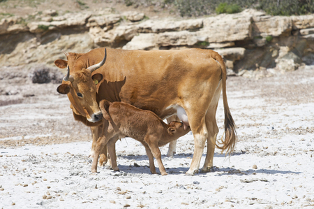 Cow feeding a calf on a beach in South Sardinia, Italyの写真素材