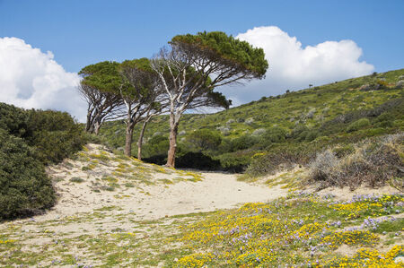 Spring landscape in South of Sardinia, Italyの写真素材