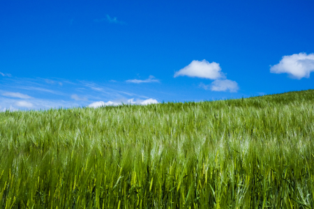 wheat moved by wind in sunshine in spring with blue skyの写真素材
