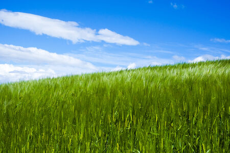 wheat moved by wind in sunshine in spring with blue skyの写真素材