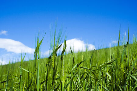 Wheat field in spring with blue skyの写真素材