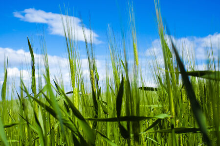 Wheat field in spring with blue skyの写真素材