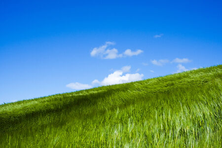 wheat field moved by wind in sunshine in spring with blue skyの写真素材