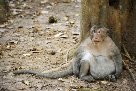 Monkey in Angkor, Siem Reap, Cambodiaの写真素材