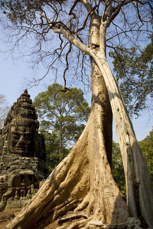 Temple and big ficus tree in Angkor, Siem Reap, Cambodiaの写真素材