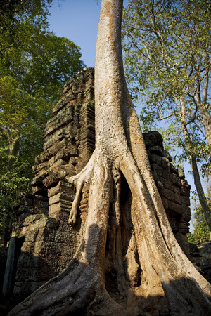 Ta Prohm temple destroyed by a big tree in Angkor; Siem Reap; Cambodiaの写真素材