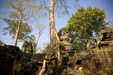 Ta Prohm temple destroyed by a big tree in Angkor; Siem Reap; Cambodiaの写真素材