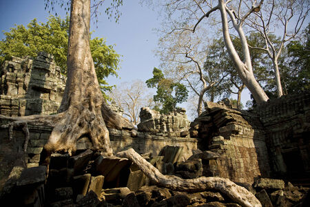 Ta Prohm temple destroyed by tree roots in Angkor, Siem Reap, Cambodiaの写真素材