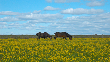 Icelandic horses in the countryside close to Borgarnes, Borgarfjordur, Icelandの写真素材