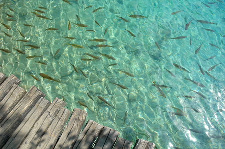 Fishes in the lake in Plitvice lakes National Park, Croatiaの写真素材